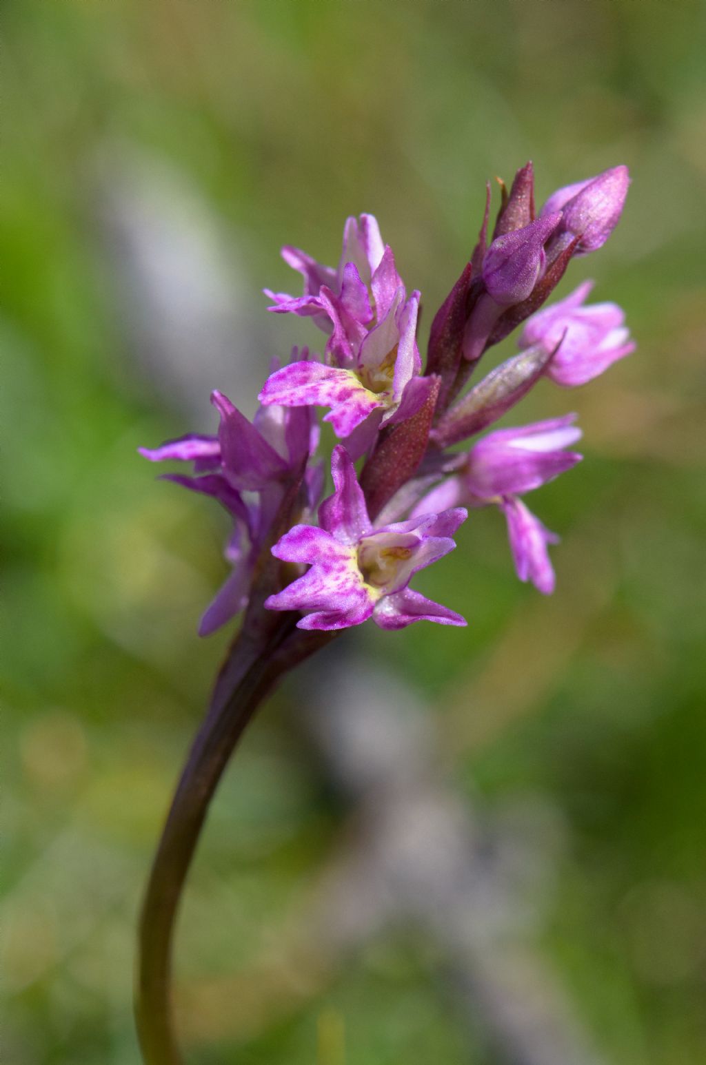  Pseudorhiza nieschalkii (Senghas) P.F.Hunt - Passo del Sempione